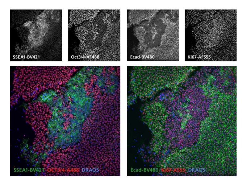 Various fluorescence results for multiple tests. Various fluorescence results for multiple tests.
