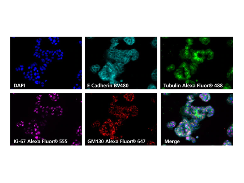 Grid of 6 fluorescence results for BV480 Grid of 6 fluorescence results for BV480