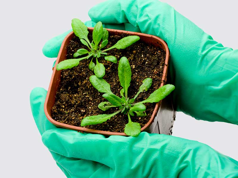 Plant Biology Plant Biology